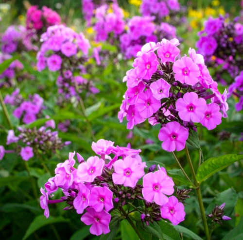 Floks-wiechowaty-Bright-Eyes-midodajne.png
