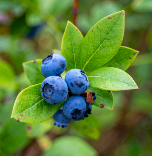 Borówka amerykańska Bluecrop, 5-letnia sadzonka