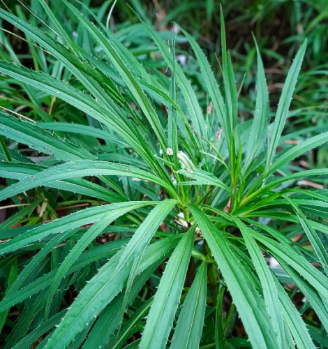 Kłosownica-leśna-Sadzonka-zielona-para-roślina-kwiat — kopia.png