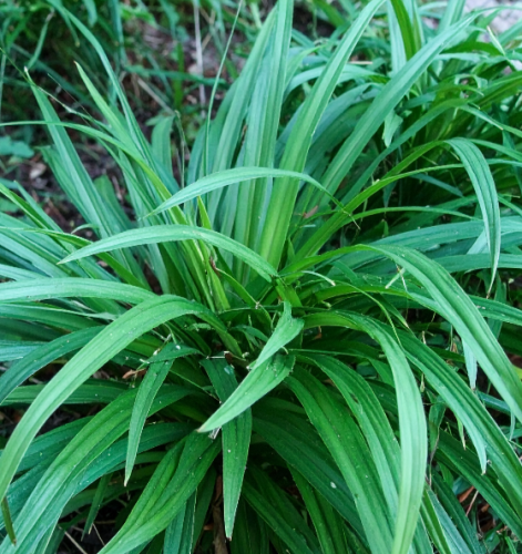 Kłosownica-leśna-Sadzonka-zielona-para-roślina-kwiat-2 — kopia.png