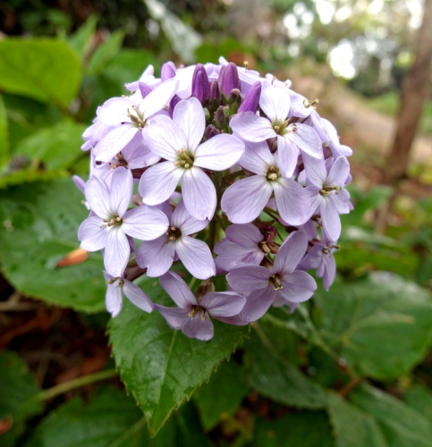 Miesiącznica trwała