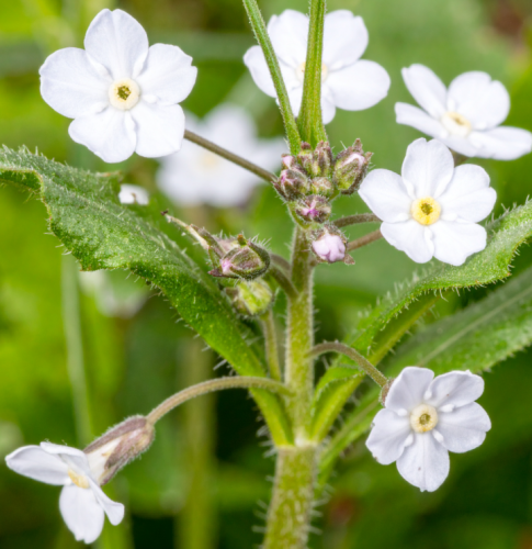 Ułudka-wiosenna-Alba-Omphalodes-verna-Sadzonka-zielona-para-roślina-kwiat.png