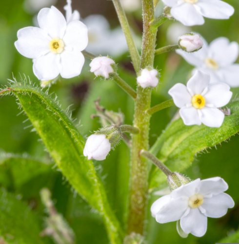 Ułudka-wiosenna-Alba-Omphalodes-verna-Sadzonka-zielona-para-roślina-kwiat-2.png