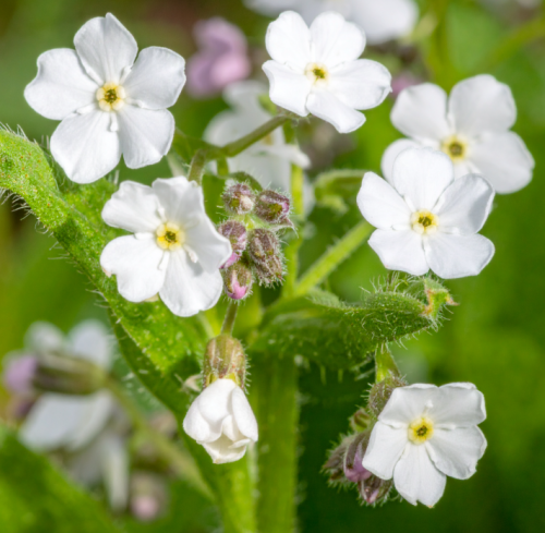 Ułudka-wiosenna-Alba-Omphalodes-verna-Sadzonka-zielona-para-roślina-kwiat-3.png