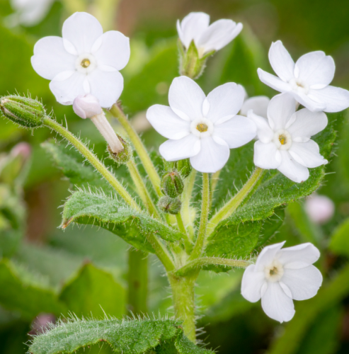 Ułudka-wiosenna-Alba-Omphalodes-verna-Sadzonka-zielona-para-roślina-kwiat-4.png