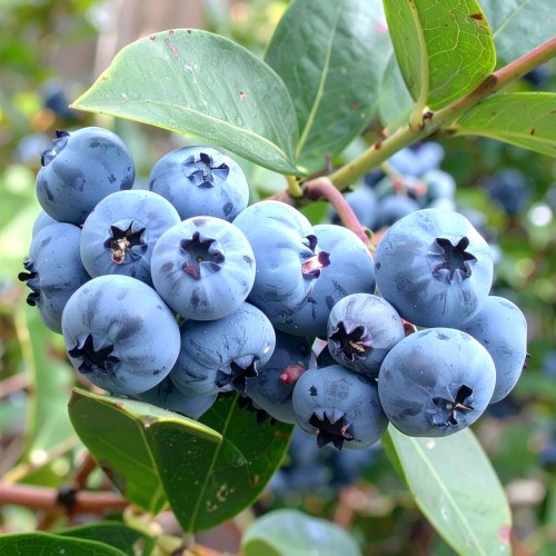 borowka-amerykanska-vaccinium-corymbosum-spartan-4letnia-sadzonka-zielonapara-duza-zdrowa-wczesne-duze-owoce
