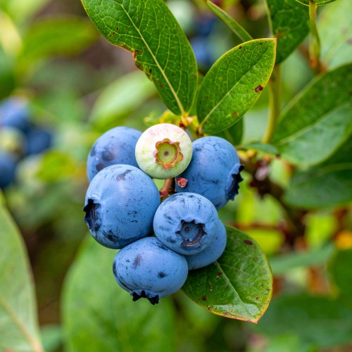 borowka-amerykanska-vaccinium-corymbosum-toro-4letnia-sadzonka-zielonapara-duza-zdrowa-srednio-wczesne-duze-owoce