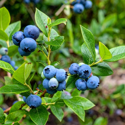 borowka-amerykanska-vaccinium-corymbosum-toro-4letnia-sadzonka-zielonapara-duza-zdrowa-srednio-wczesne-duze-owoce