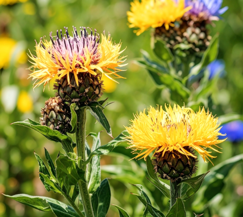 Chaber-wielkogłówkowy-Centaurea-macrocephala-Sadzonka-zielona-para-roślina-kwiat-2.png