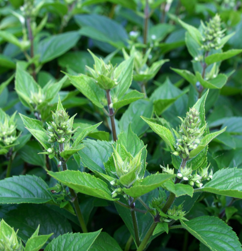 Zadrzewnia-bezogonkowa-Butterfly-Buddleja-davidii-Butterfly-Sadzonka-zielona-para-roślina-kwiat.png