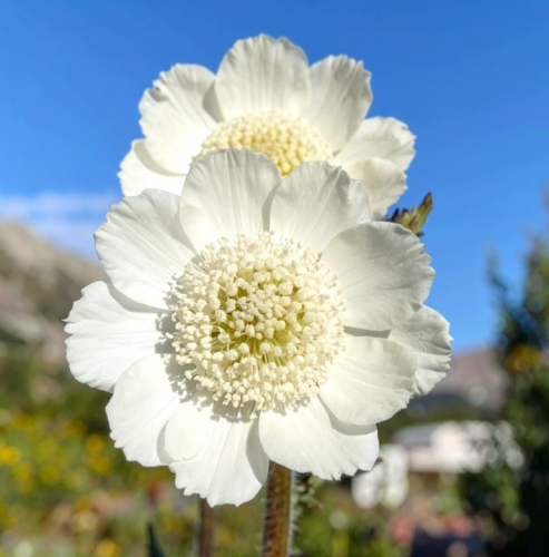 Drakiew-kaukaska-Perfecta-Scabiosa-caucasica-Perfecta-Sadzonka-zielona-para-roślina-kwiat.png