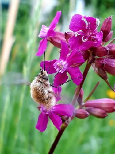 Firletka chalcedońska