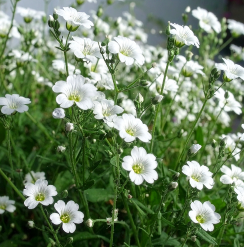 Gipsówka-rogownicowata-Plena-Cerastium-tomentosum-Plena-Sadzonka-zielona-para-roślina-kwiat.png