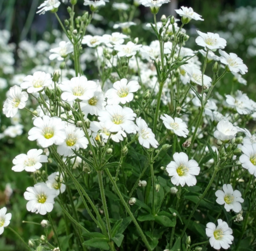 Gipsówka-rogownicowata-Plena-Cerastium-tomentosum-Plena-Sadzonka-zielona-para-roślina-kwiat-1.png