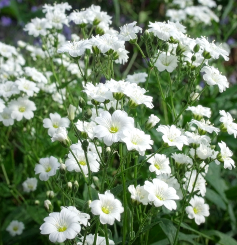 Gipsówka-rogownicowata-Plena-Cerastium-tomentosum-Plena-Sadzonka-zielona-para-roślina-kwiat-3.png