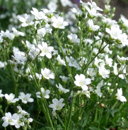 Gipsówka-rogownicowata-Plena-Cerastium-tomentosum-Plena-Sadzonka-zielona-para-roślina-kwiat-4.png