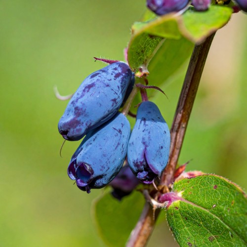 jagoda-kamczacka-zojka-p9-lonicera-caerulea-kompaktowa-sadzonka-plenna-odmiana-smaczne-owoce-sadzonka-sadzonki-zielona-para-zielonapara