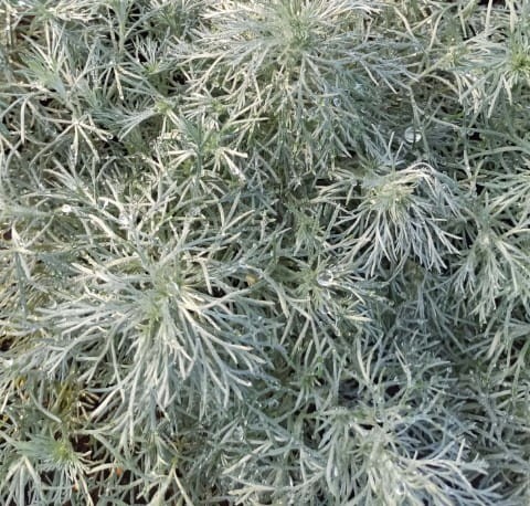 bylica-artemisia-schmidtiana-silver-mound-zielonapara-sadzonka-duza-zdrowa-srebrzyste-lisci -mound.jpg