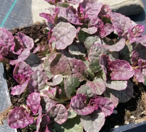 dabrowka-rozlogowa-ajuga-reptans-burgundy-glow-zielonapara-sadzonka-duza-zdrowa-pstre-liscie.jpg