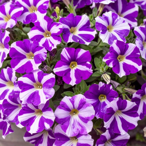 Mini Supertunia  Vista Violet Star