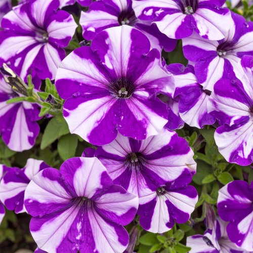 supertunia-violet-star-star-zielona-para-sadzonka-biala-rozowa-mini-miniaturka.jpg
