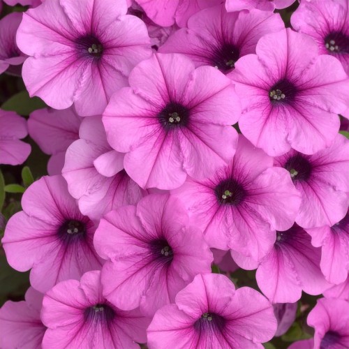 Mini Supertunia Vista Hot Pink