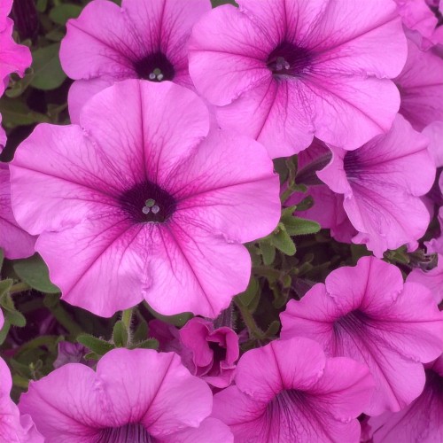 supertunia-hot-pink-star-zielona-para-sadzonka-biala-rozowa-mini-miniaturka.jpg.jpg