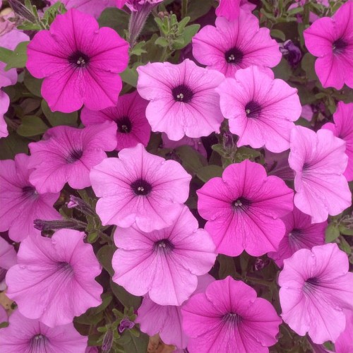 supertunia-hot-pink-star-zielona-para-sadzonka-biala-rozowa-mini-miniaturka.jpg.jpg