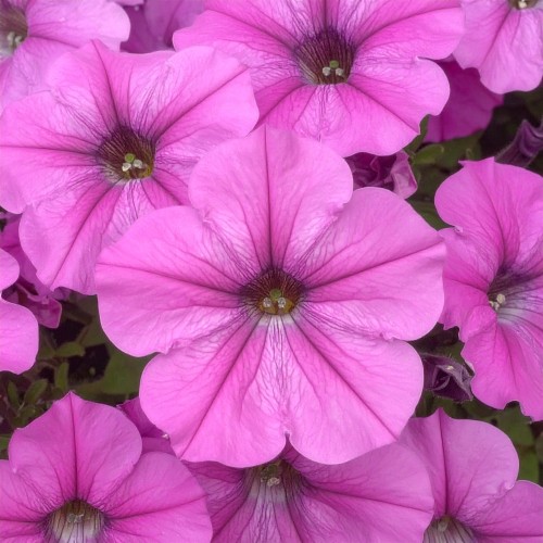 supertunia-hot-pink-star-zielona-para-sadzonka-biala-rozowa-mini-miniaturka.jpg.jpg
