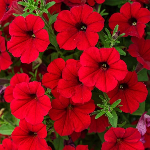 Supertunia Vista Strawberry
