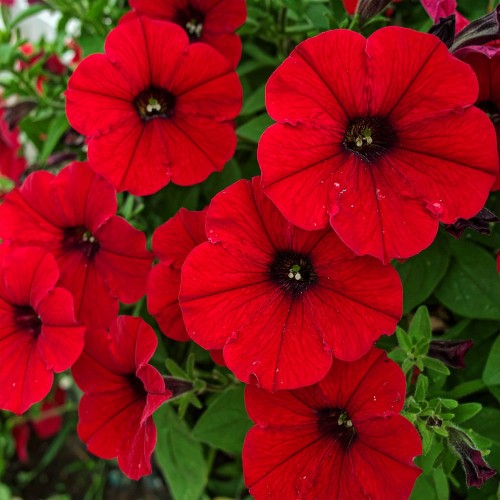 Supertunia-Vista-Strawberry-sadzonka-zielona-para-czerwona