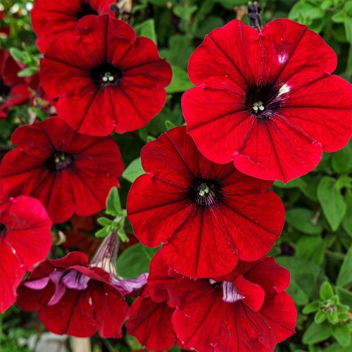 Supertunia-Vista-Strawberry-sadzonka-zielona-para-czerwona