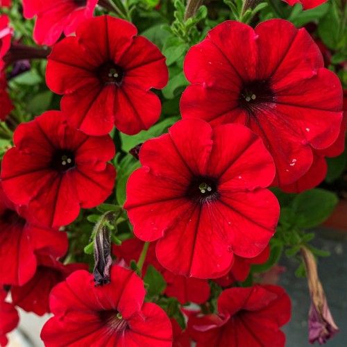 Supertunia-Vista-Strawberry-sadzonka-zielona-para-czerwona