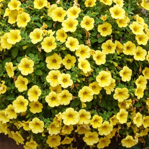 Mini Supertunia Vista Yellow