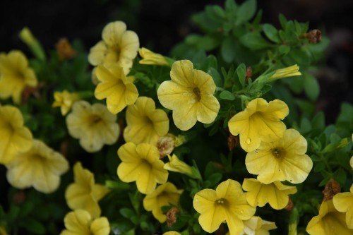 supertunia-vista-yellow-zielona-para-sadzonka-zolta-mini-miniaturka.jpg
