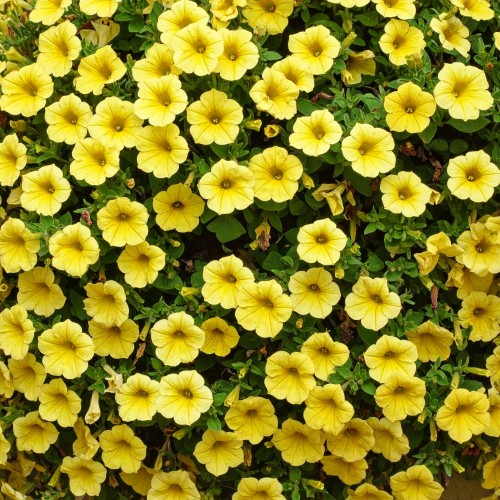 supertunia-vista-yellow-zielona-para-sadzonka-zolta-mini-miniaturka
