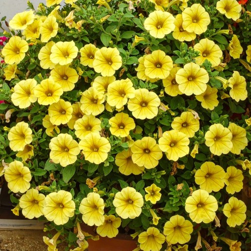 supertunia-vista-yellow-zielona-para-sadzonka-zolta-mini-miniaturka