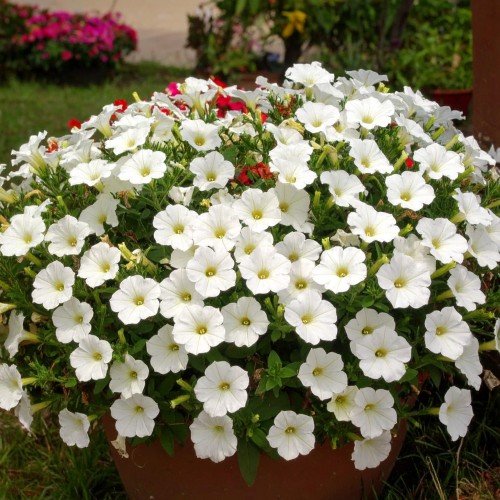 supertunia-vista-white-zielona-para-sadzonka-biala-mini-miniaturka