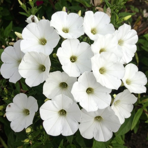 supertunia-vista-white-zielona-para-sadzonka-biala-mini-miniaturka