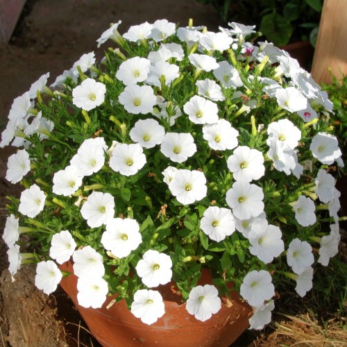 supertunia-vista-white-zielona-para-sadzonka-biala-mini-miniaturka