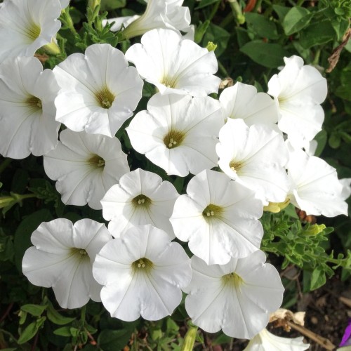 supertunia-vista-white-zielona-para-sadzonka-biala-mini-miniaturka
