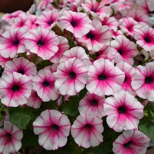 Mini Supertunia Vista Rasberry Star