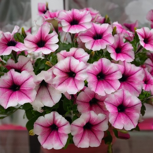 supertunia-vista-rasberry-zielona-para-sadzonka-biala-rozowa-mini-miniaturka.jpg