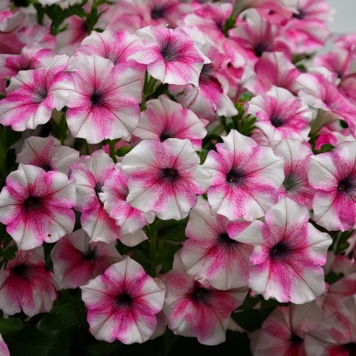 supertunia-vista-pink-star-zielona-para-sadzonka-biala-rozowa-mini-miniaturka.jpg