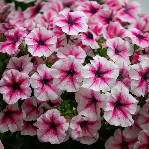 supertunia-vista-pink-star-zielona-para-sadzonka-biala-rozowa-mini-miniaturka.jpg