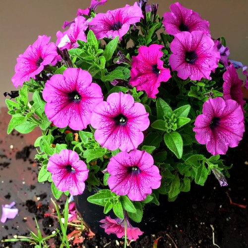 Supertunia-Vista-fuchsia-sadzonka-zielona-para-czerwona-fioletowa-fuksja