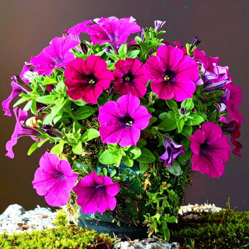 Supertunia-Vista-fuchsia-sadzonka-zielona-para-czerwona-fioletowa-fuksja