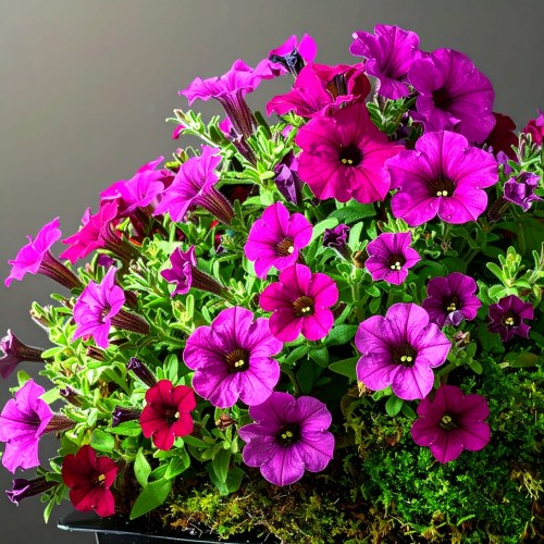Supertunia-Vista-fuchsia-sadzonka-zielona-para-czerwona-fioletowa-fuksja
