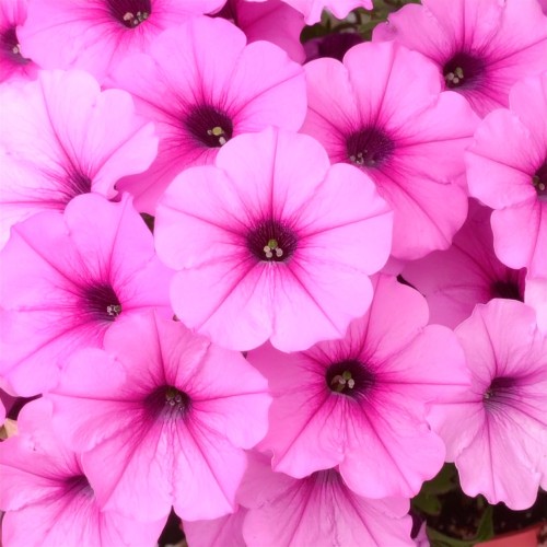 Supertunia kaskadowa Vista Bubblegum