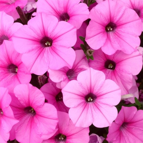 Supertunia-Vista-bubblegum-sadzonka-zielona-para-rozowa-jasna